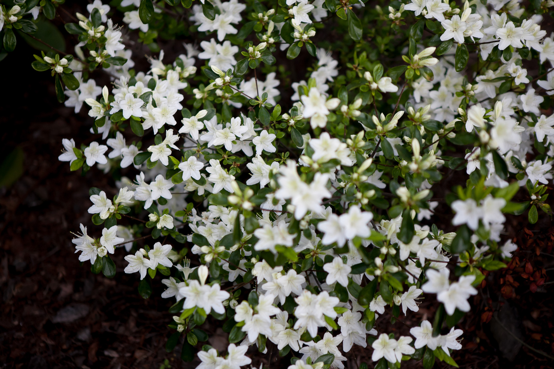 Azalia japońska 'Luzi'