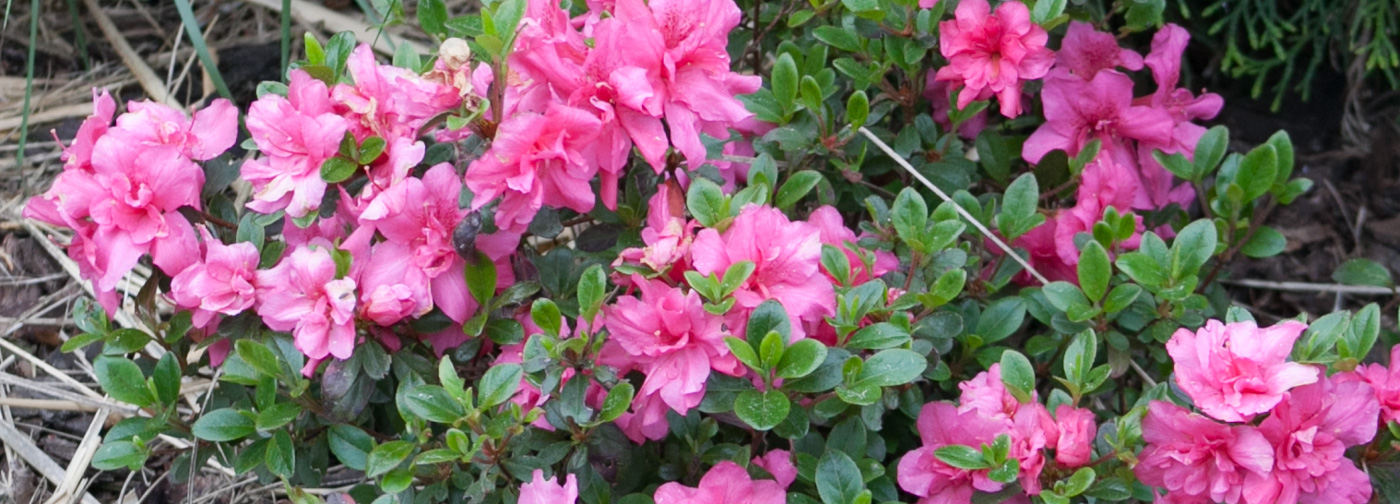 Azalia japońska 'BABUSCHKA 'Hachbabu''