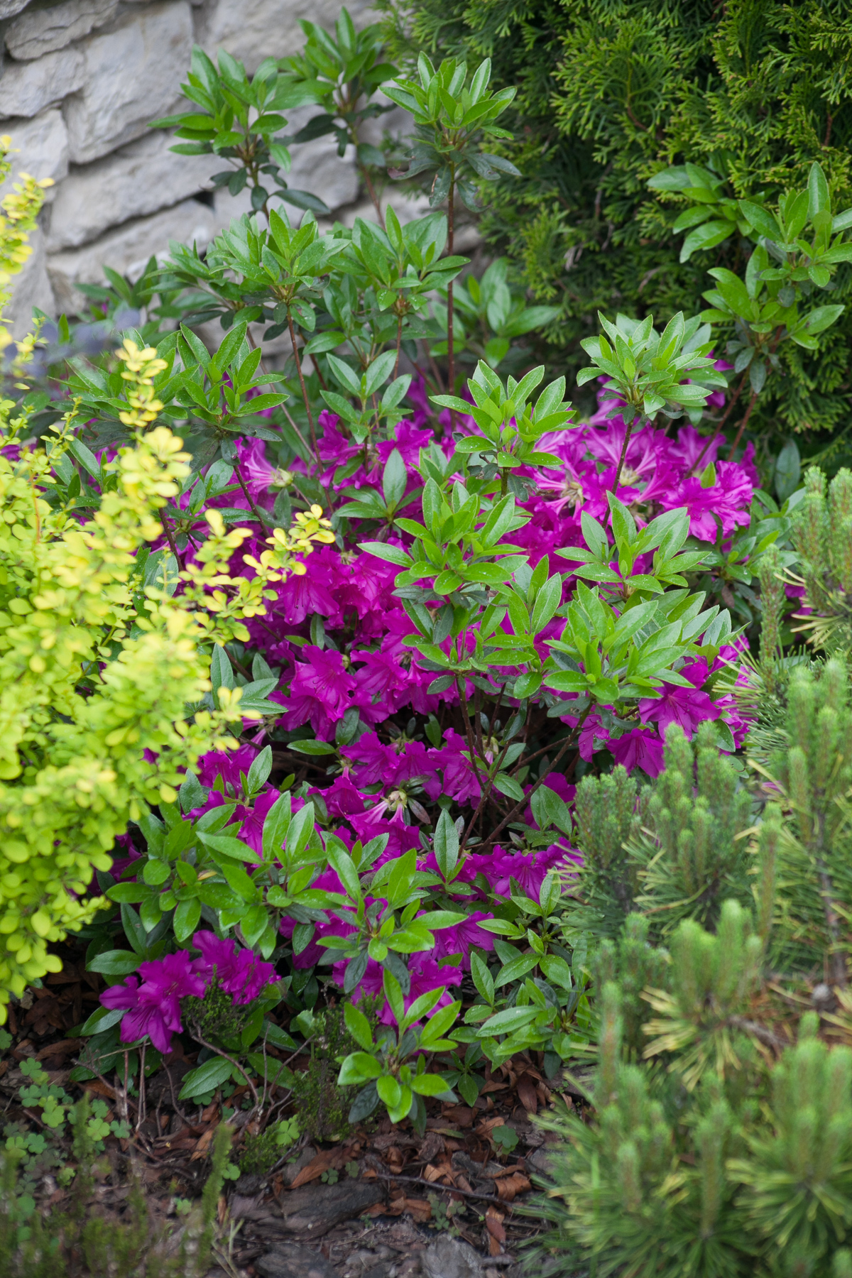 Azalia japońska 'Blaue Donau'