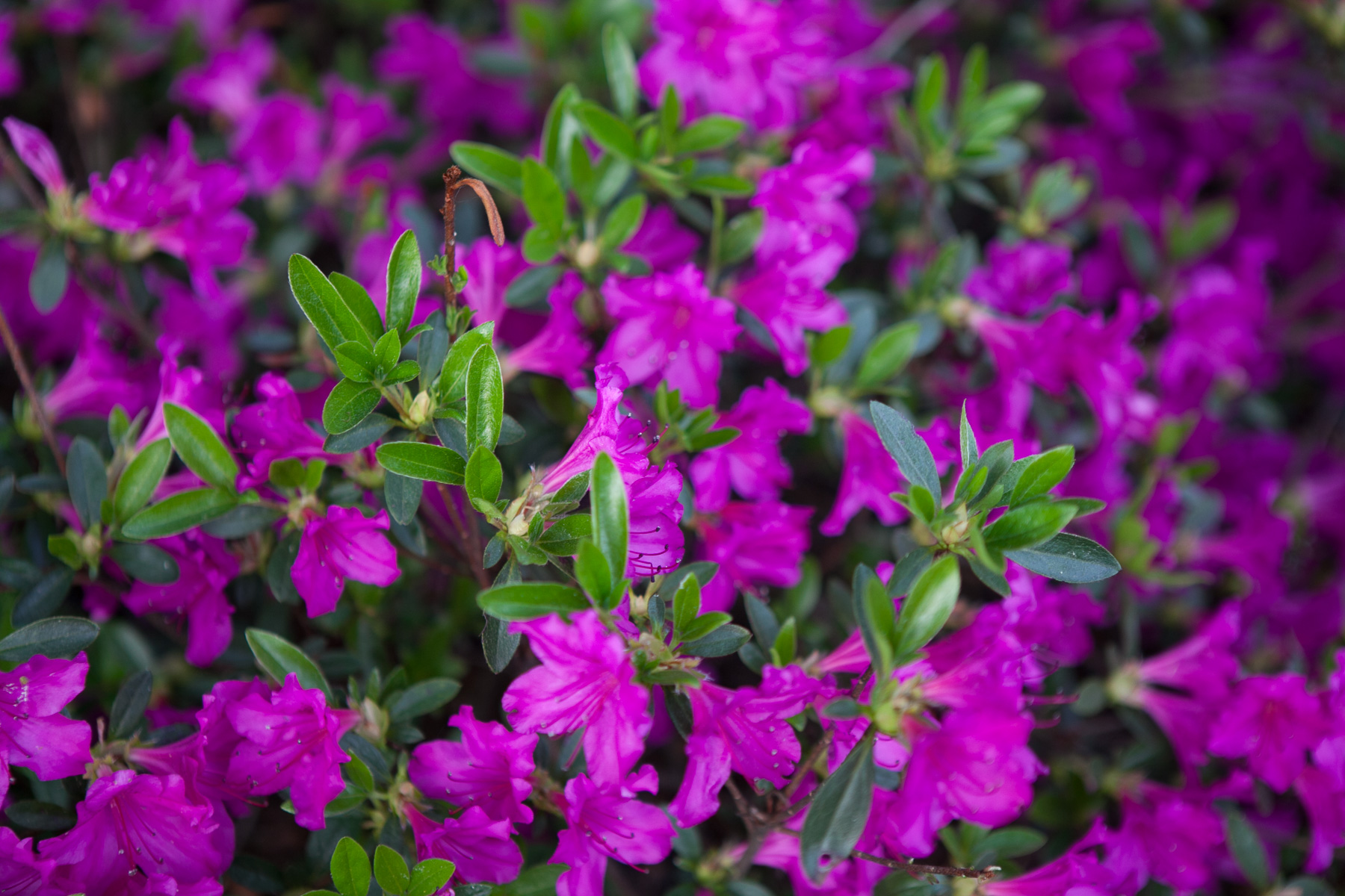 Azalia japońska 'Hiroko / Geisha Purple'