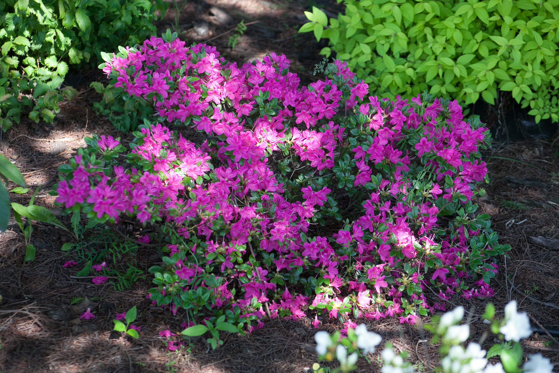 Azalia japońska 'Hiroko / Geisha Purple'