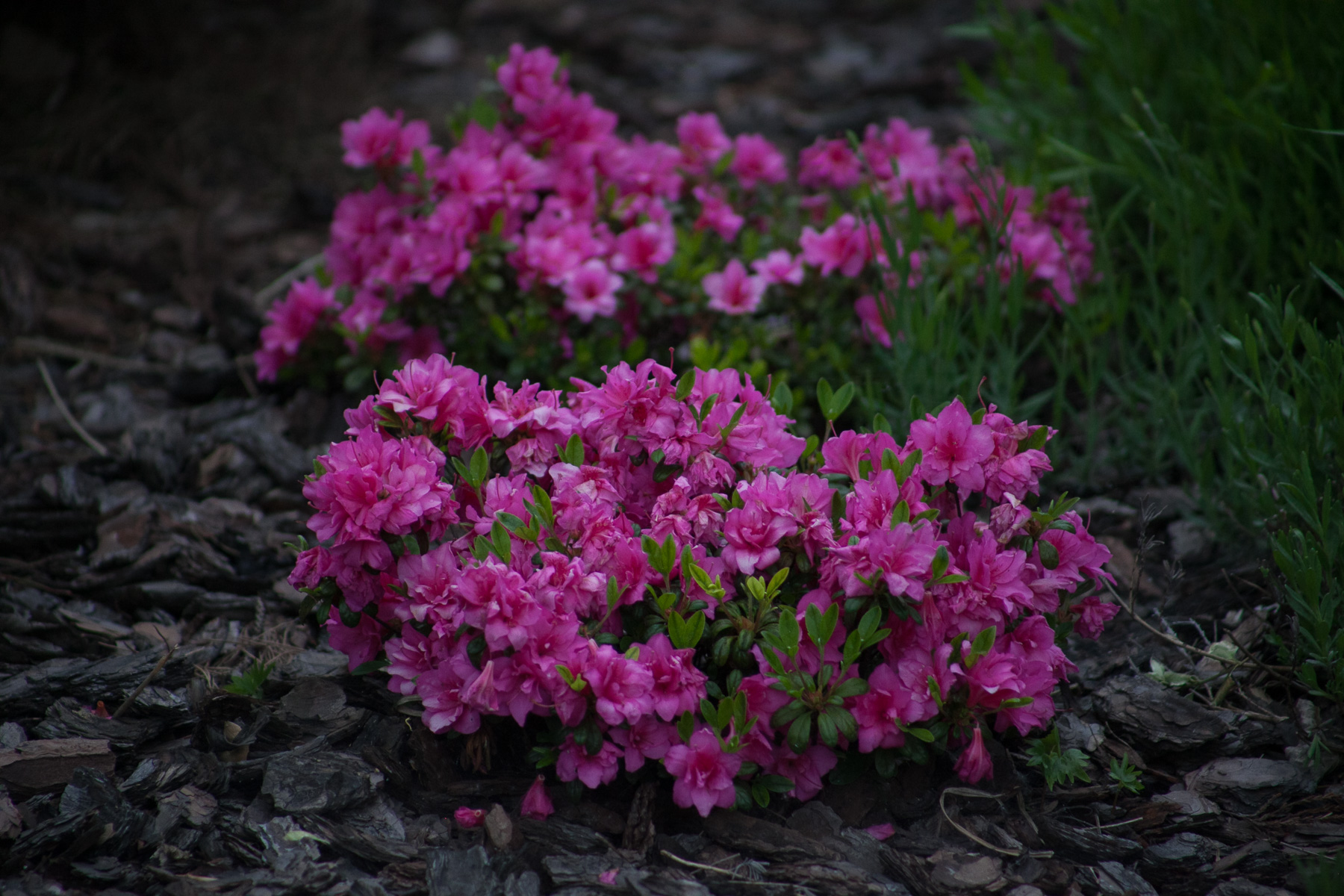 Azalia japońska 'Melina'