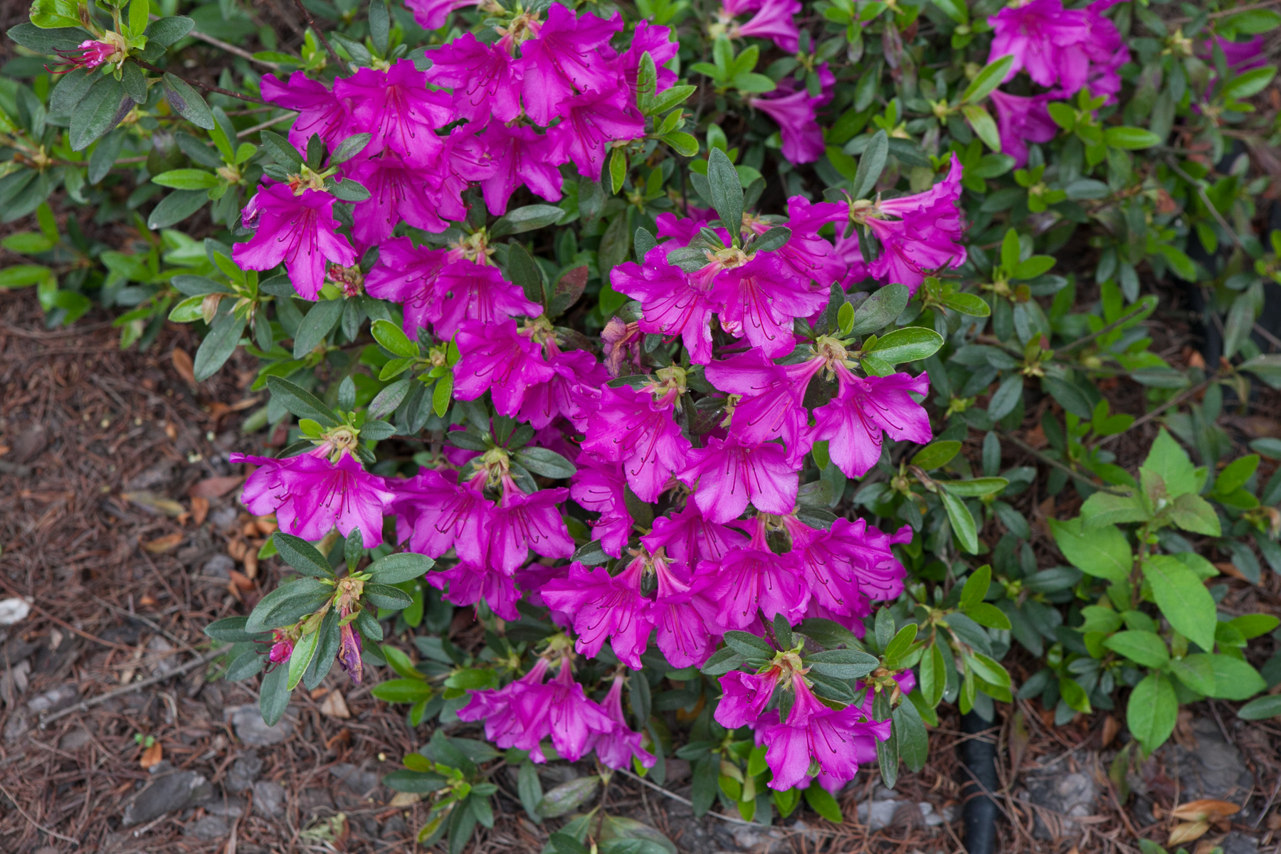 Azalia japońska 'Orlice'