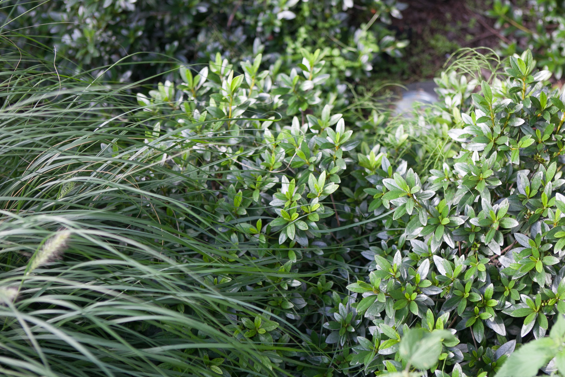 Azalia japońska 'Orlice'