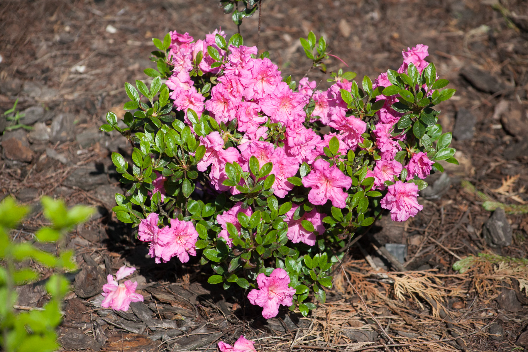 Azalia japońska 'PETTICOAT 'Hachpett''