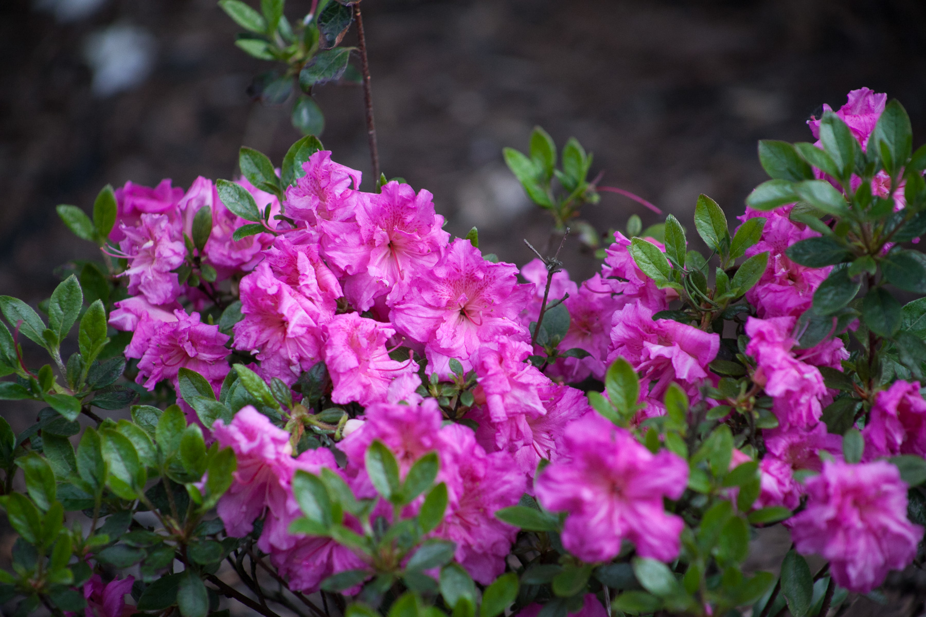 Azalia japońska 'PETTICOAT 'Hachpett''
