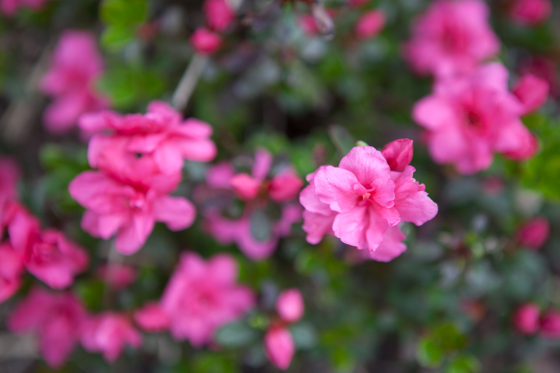 Azalia japońska 'Rokoko'