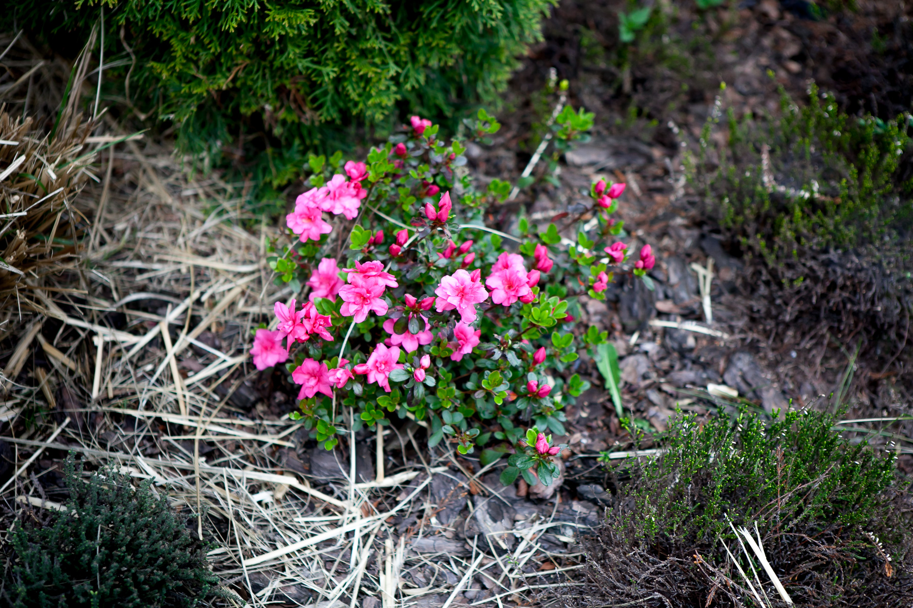 Azalia japońska 'Rokoko'