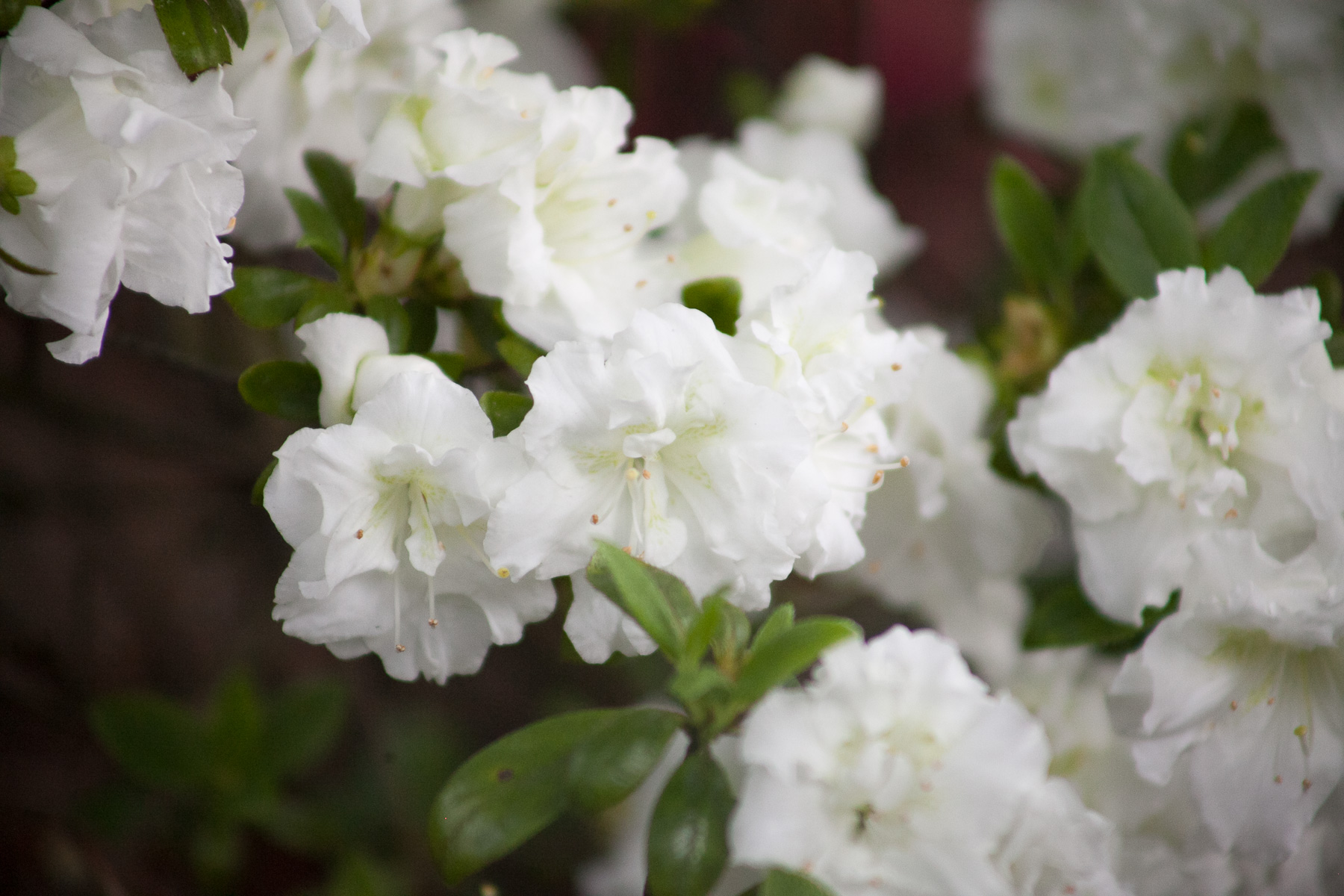 Azalia japońska 'SCHNEEPERLE 'Hachschnee''