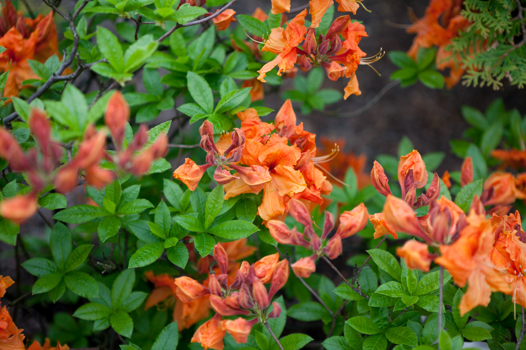 Azalia wielkokwiatowa 'Gibraltar'