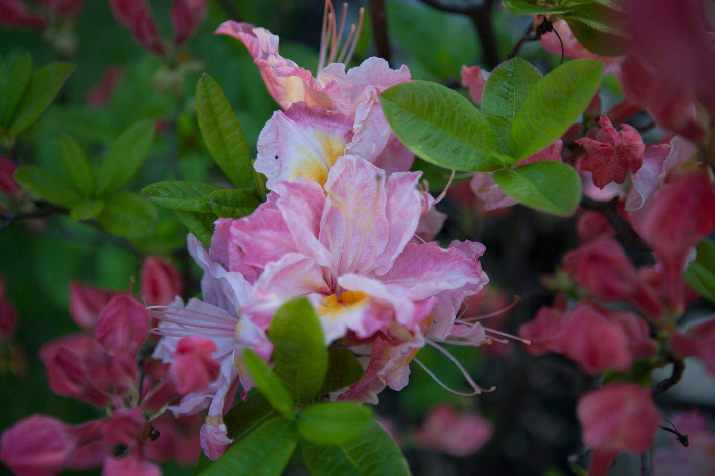 Azalia wielkokwiatowa 'Satomi'