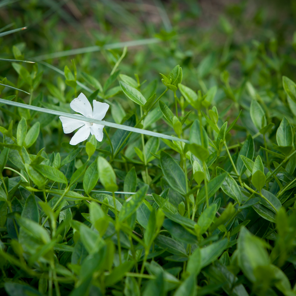 Barwinek pospolity 'Alba'