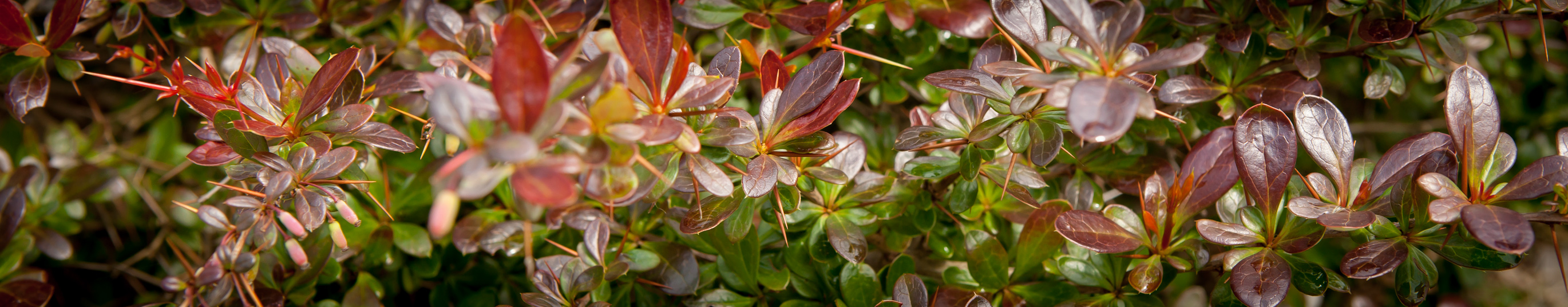 Berberys pośredni 'Red Jewel'