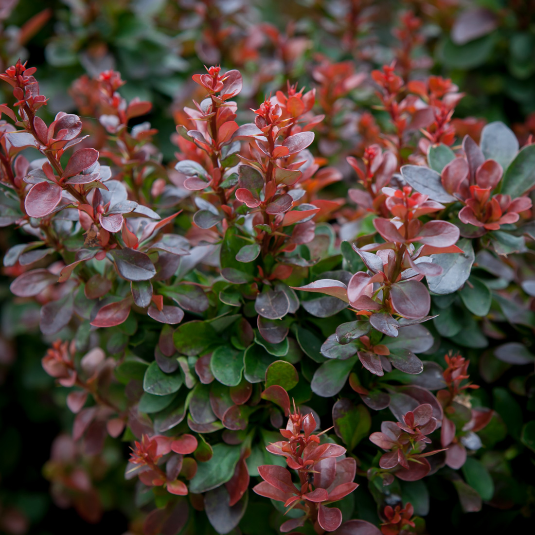 berberys Thunberga Bagatelle