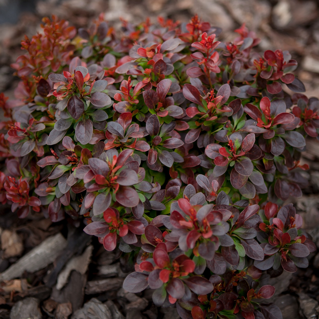 berberys Thunberga Bagatelle