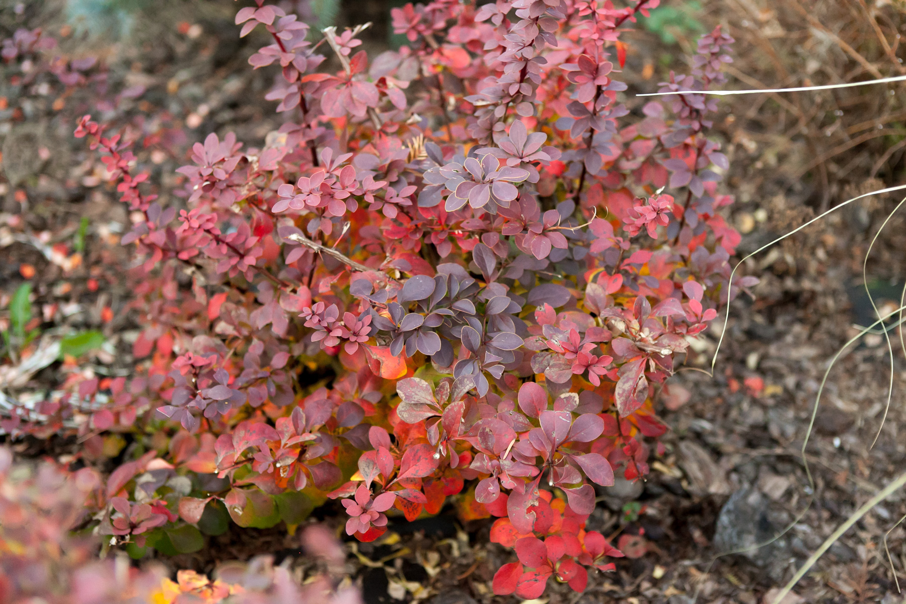 Berberys Thunberga Golden Ring
