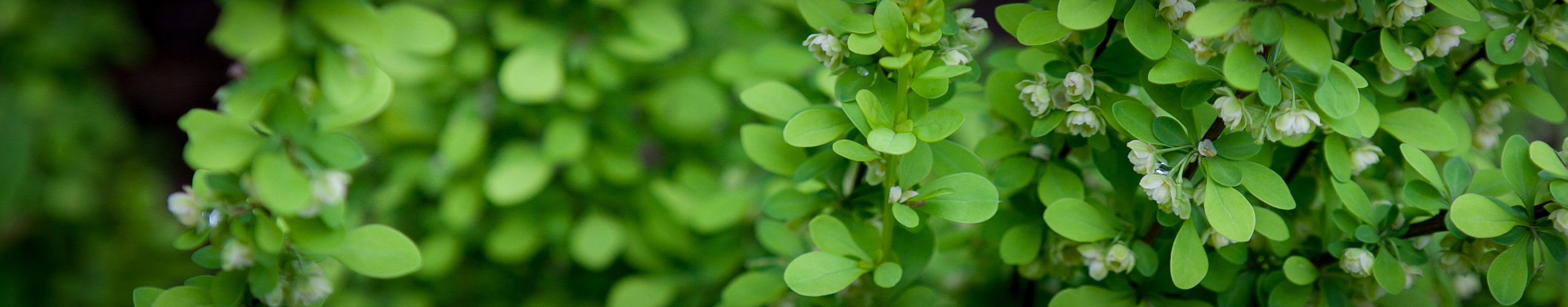 Berberys Thunberga Green Carpet