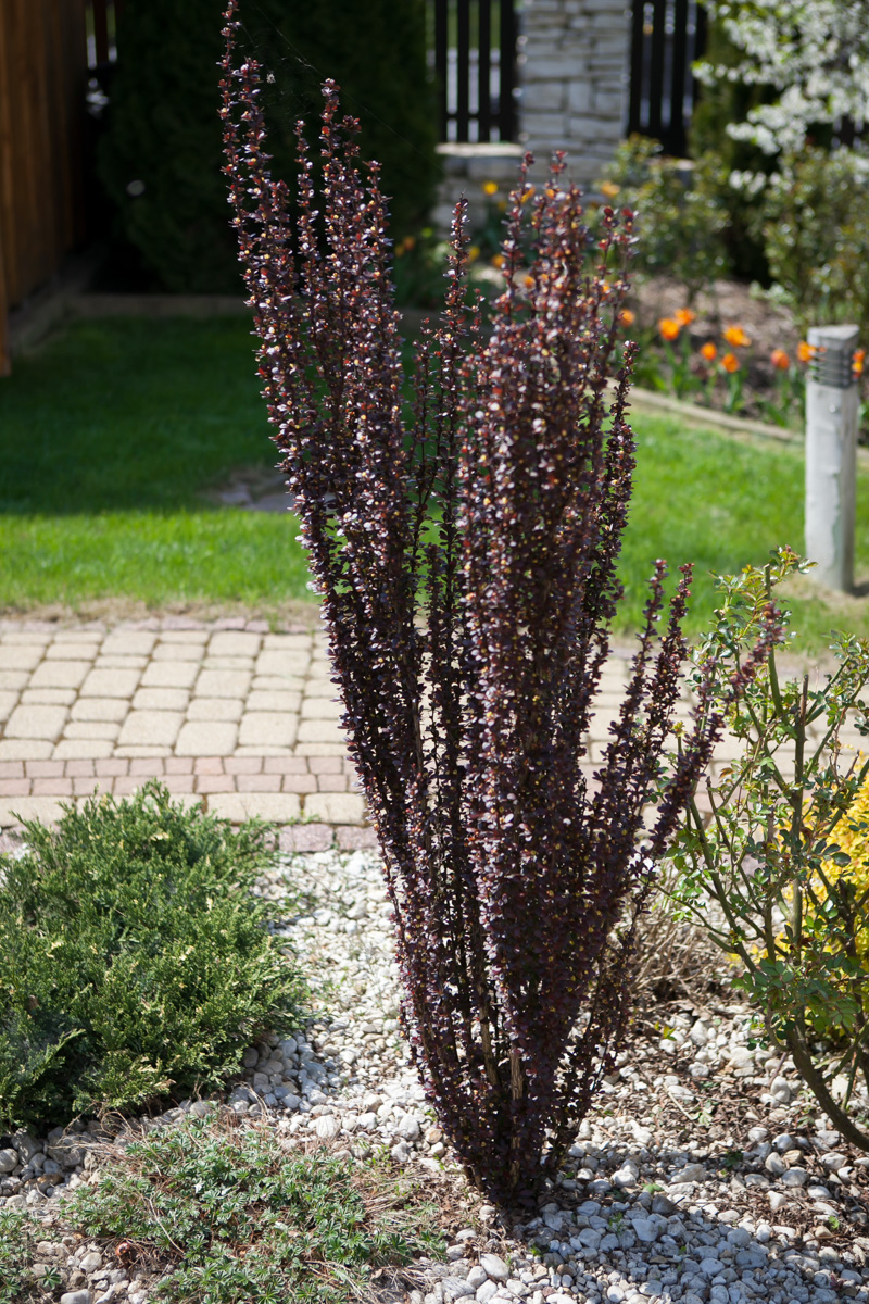 Berberys Thunberga Helmond Pillar