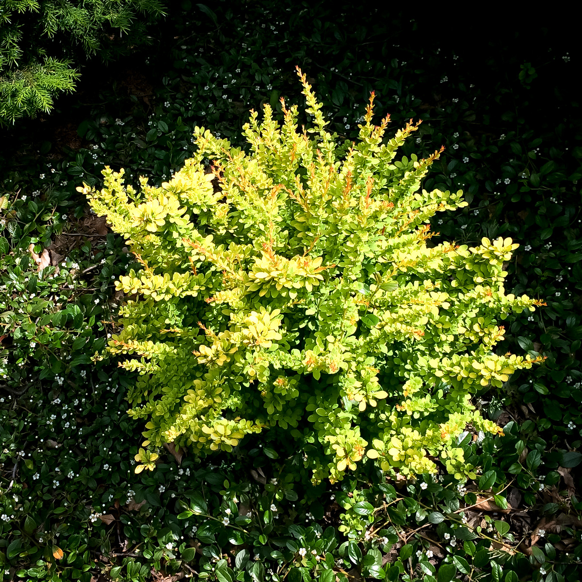 Berberys Thunberga Sunsation