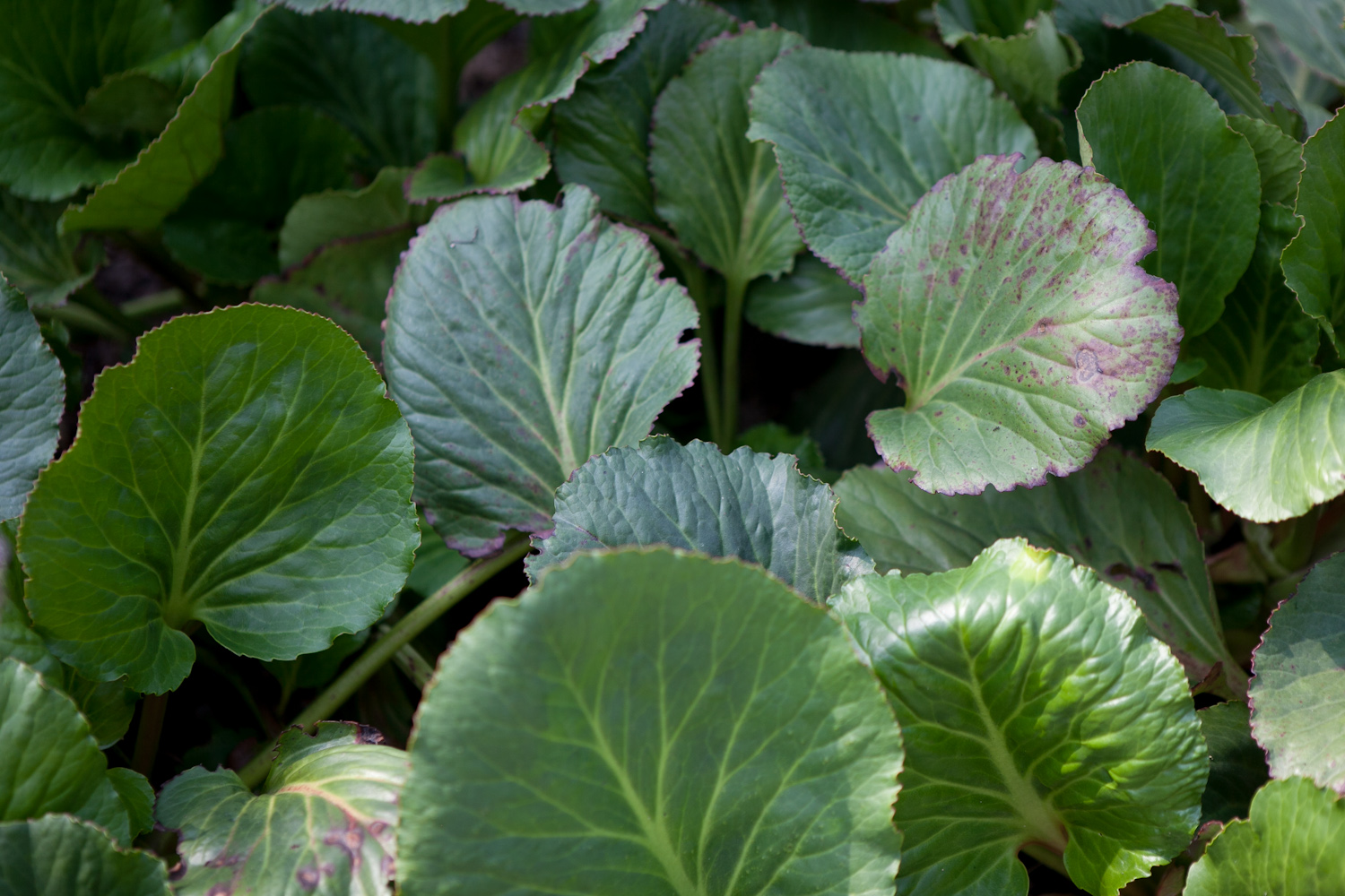 bergenia sercowata liście