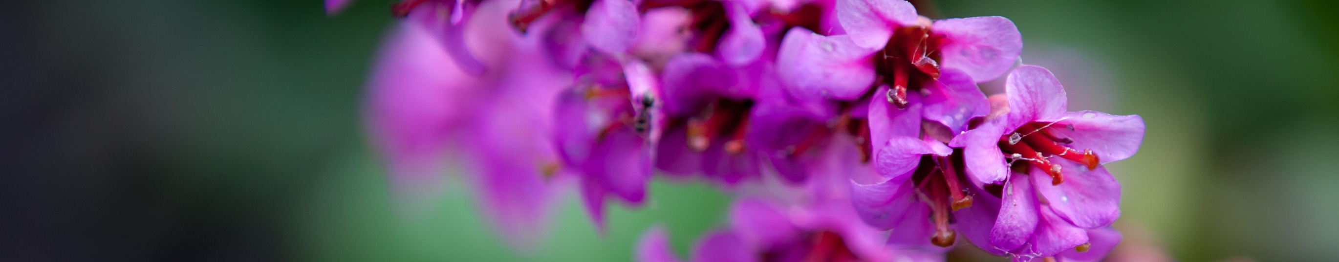 Bergenia sercowata