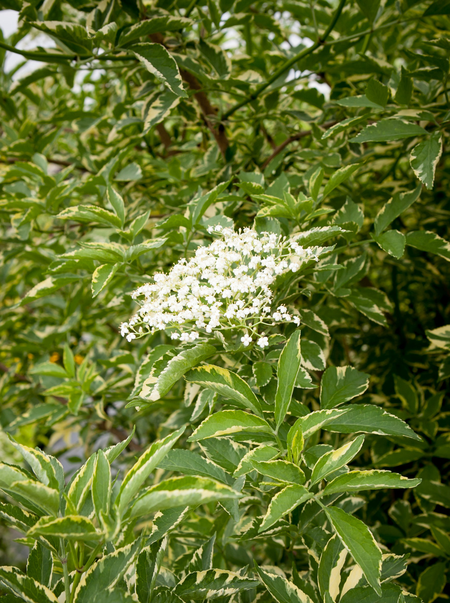 Bez czarny Auremarginata