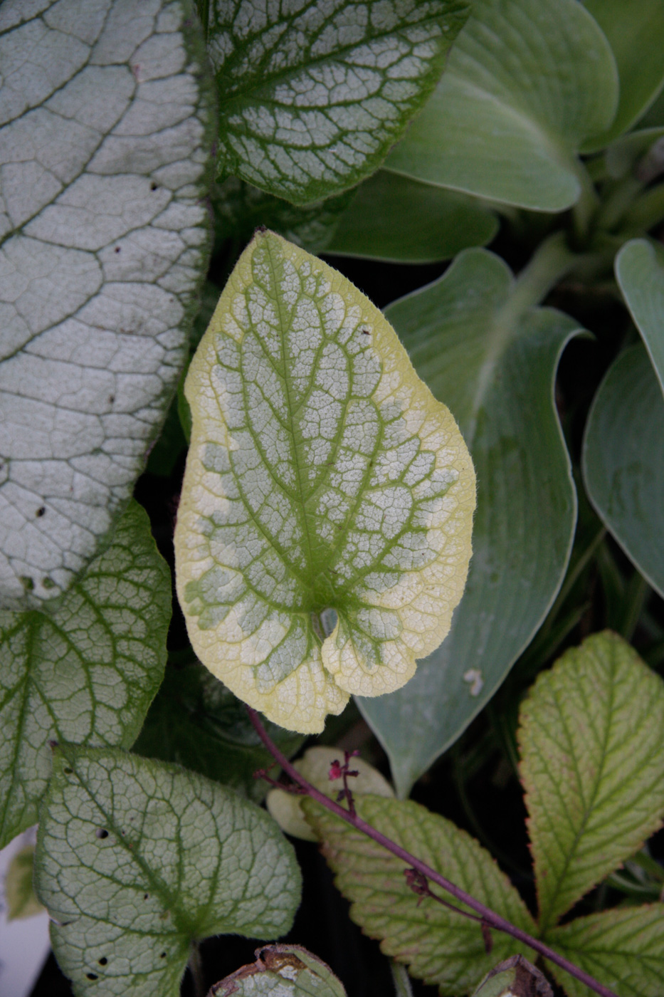 Brunera wielkolistna 'King's Ransom'