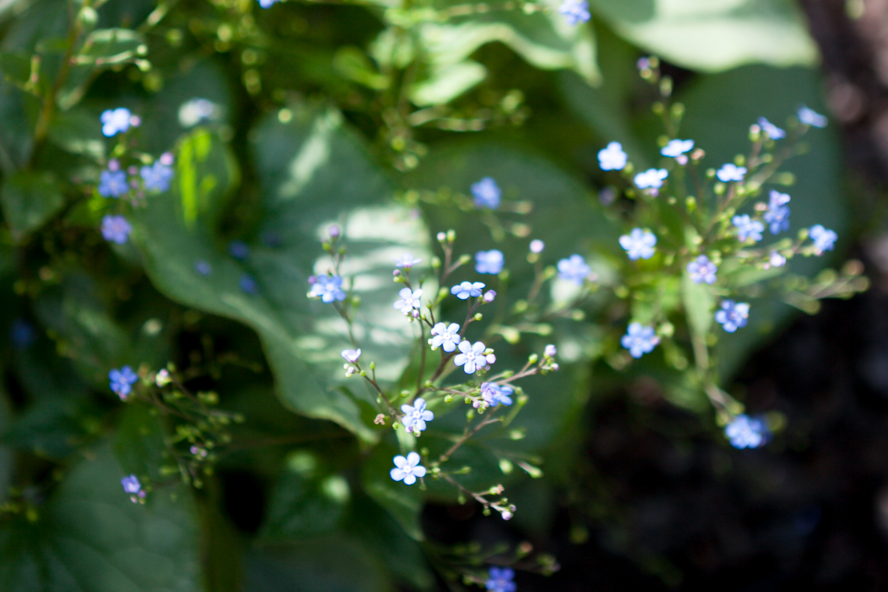 Brunera wielkolistna 'Looking Glass'