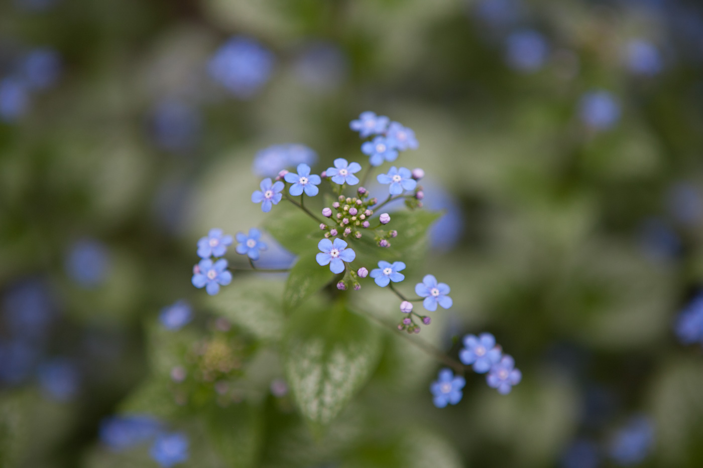 Brunera wielkolistna 'Sea Heart'