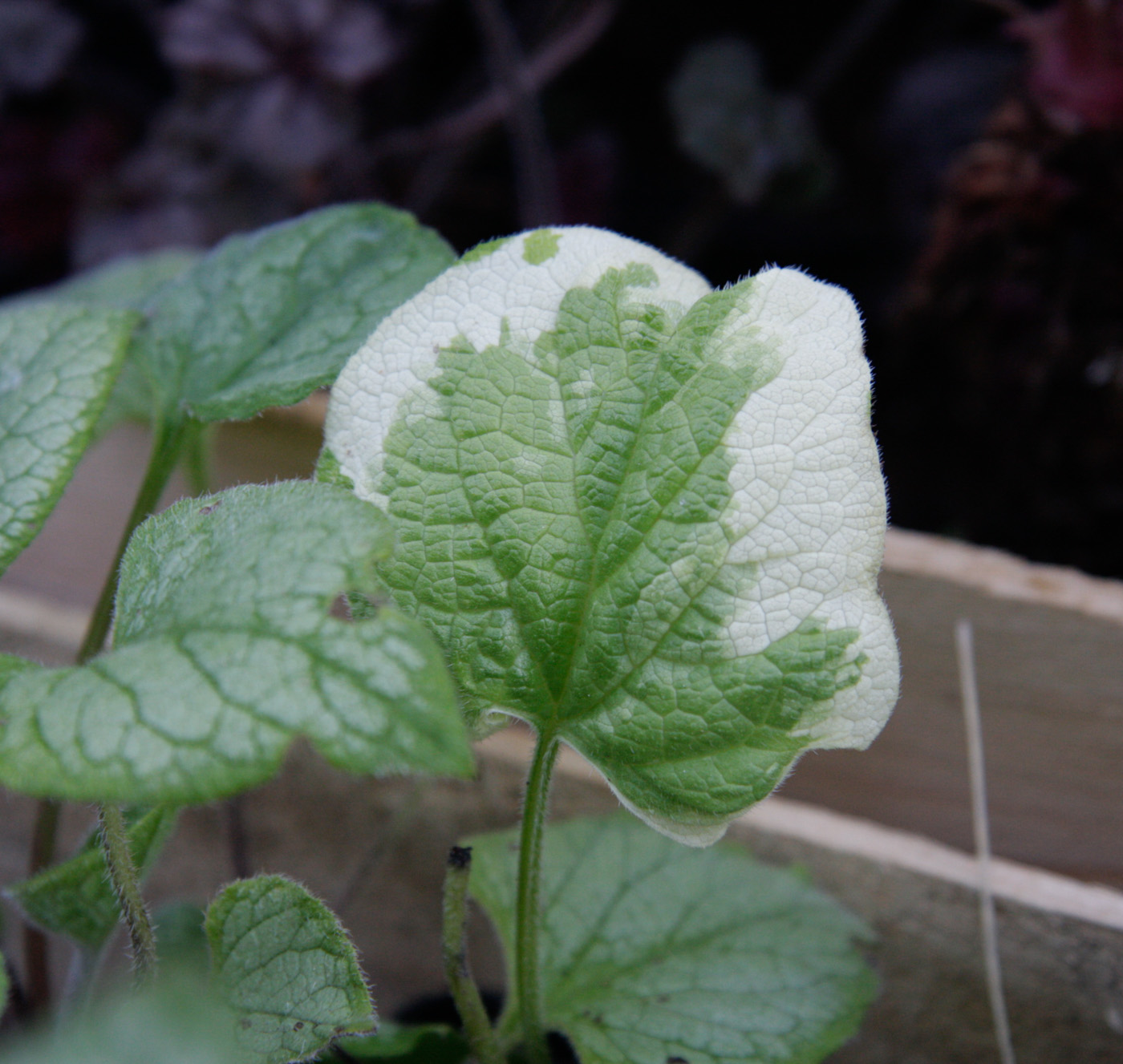 Brunera wielkolistna 'Variegata'