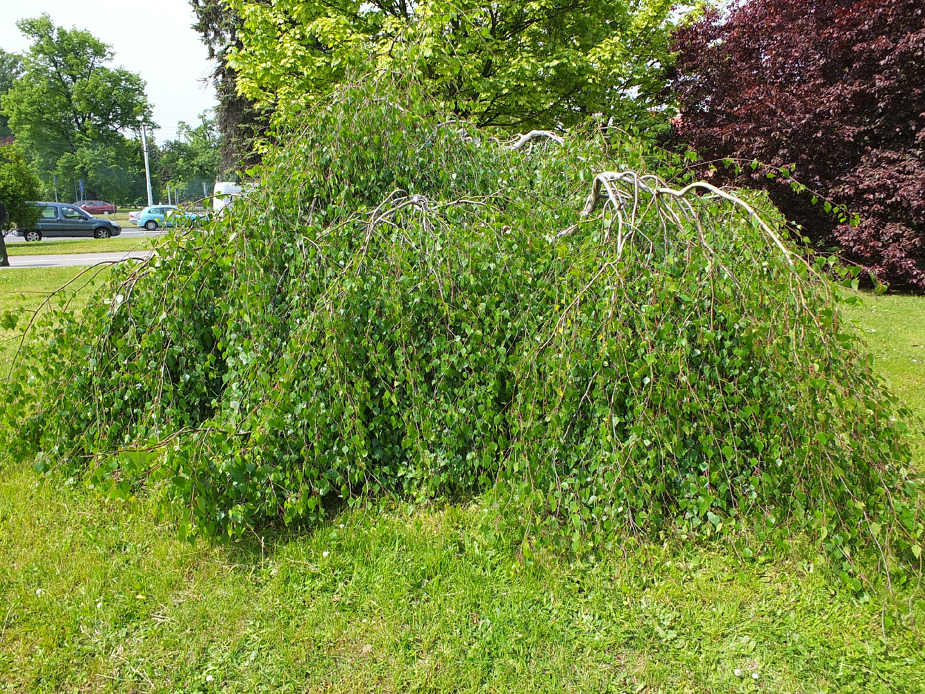 Brzoza brodawkowata 'Youngii', betula pendula youngii, mała brzoza