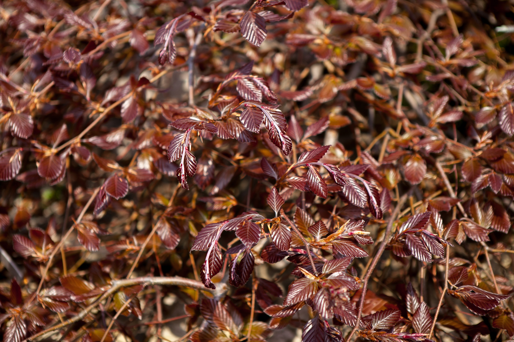 Buk pospolity Purpurea Pendula