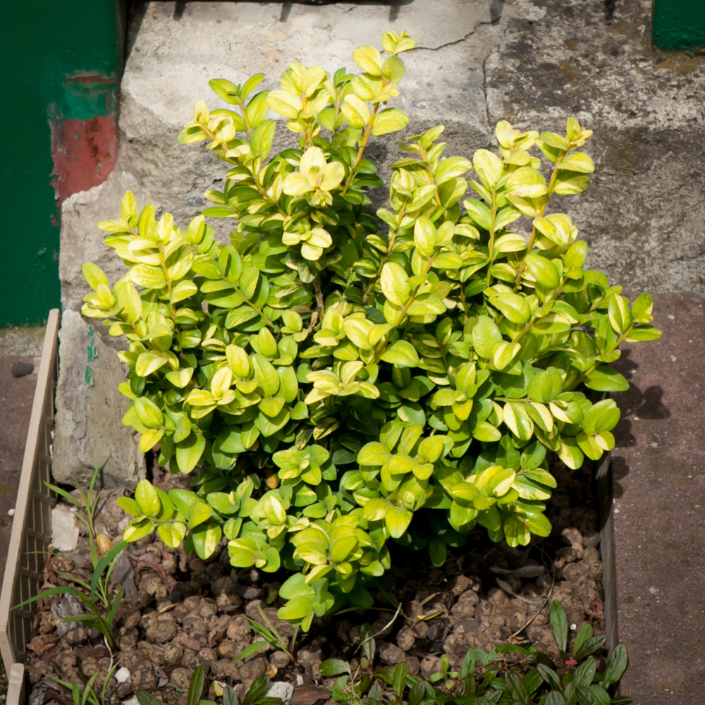 Bukszpan wieczniezieolny Latifolia Maculata
