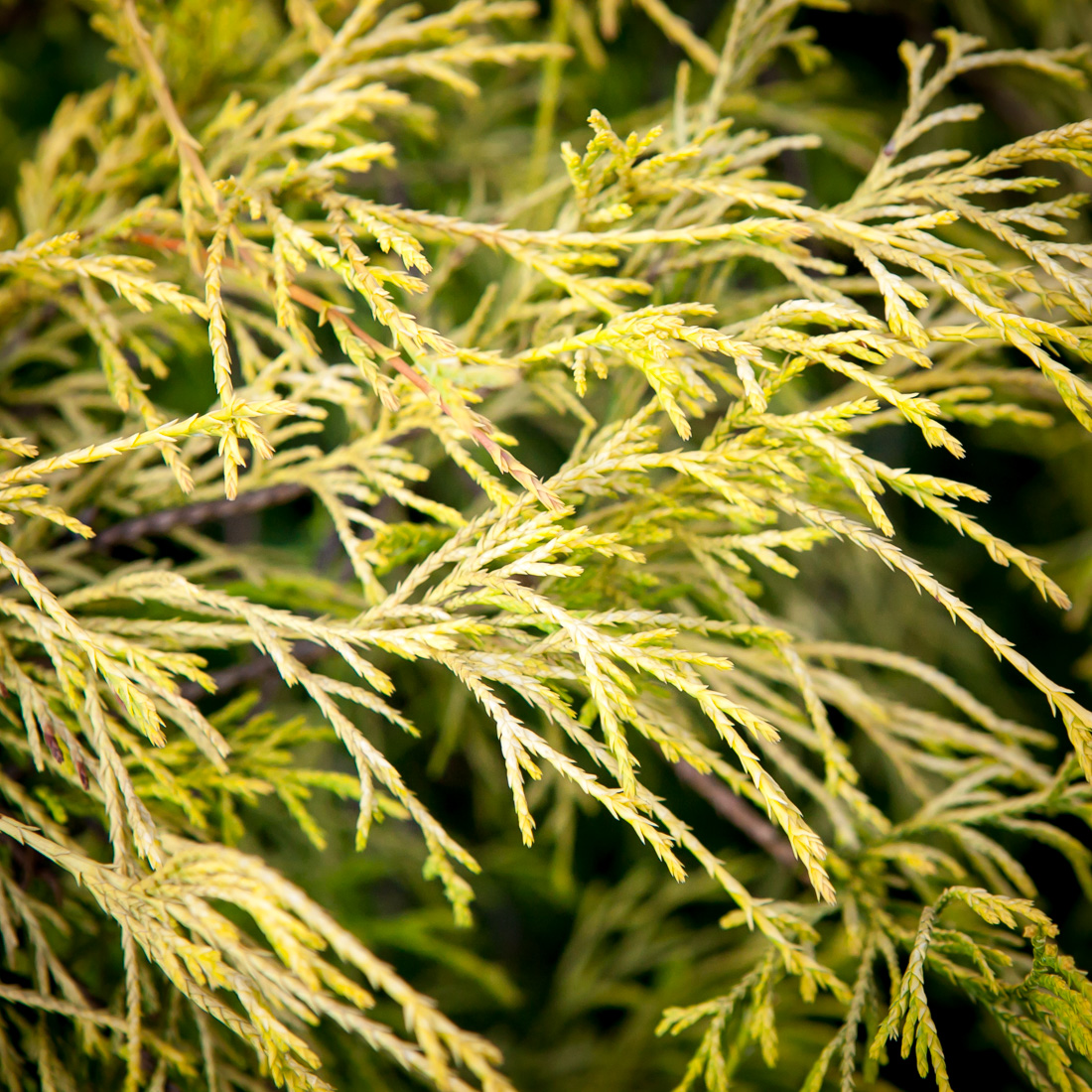 Cyprysik groszkowy Filifera Aurea Nana