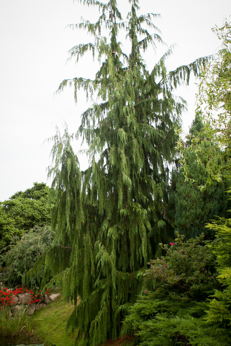 Cyprysik nutkajski Pendula