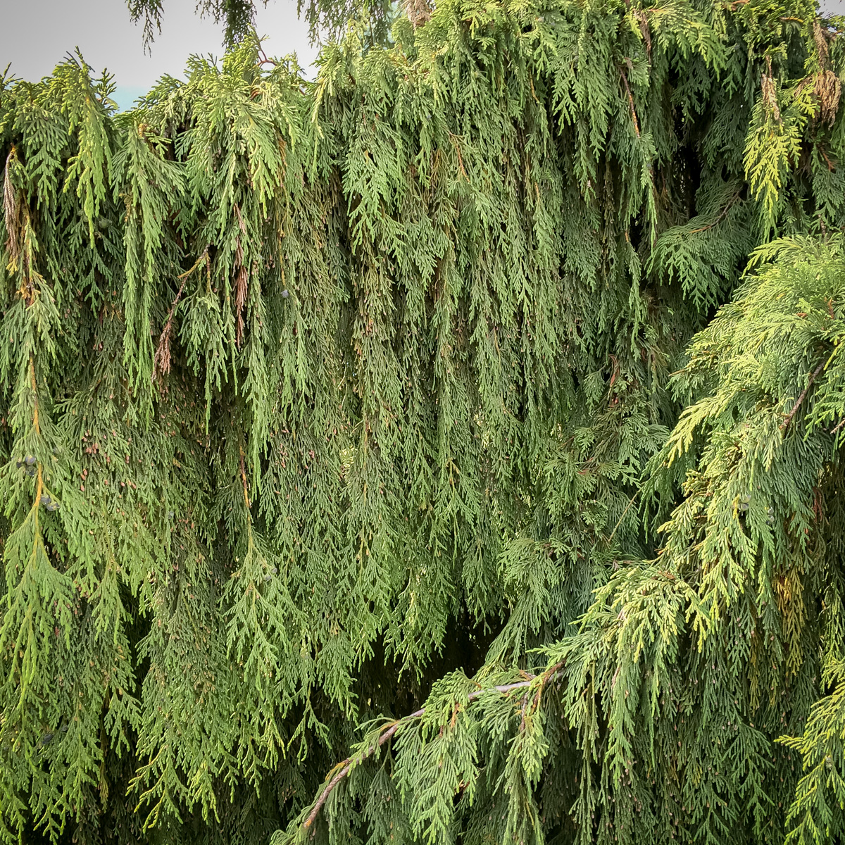 Cyprysik nutkajski Pendula