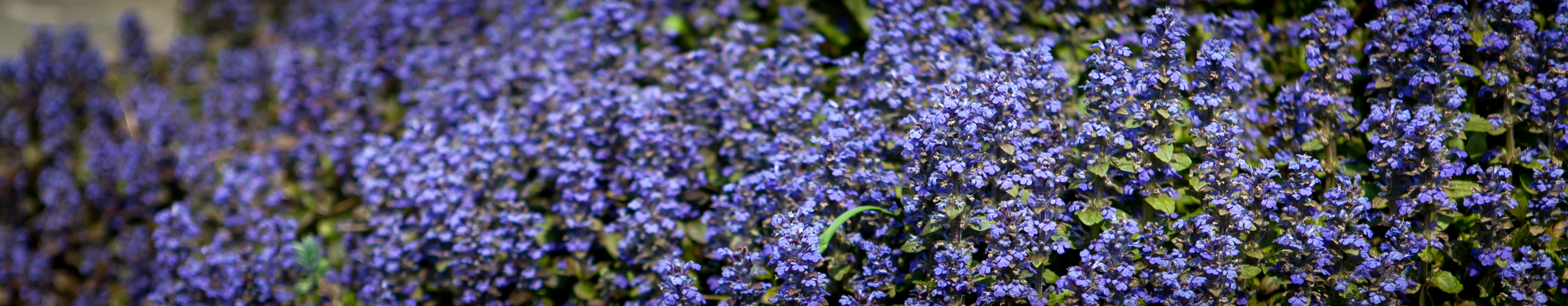 Dąbrówka rozłogowa Atropurpurea
