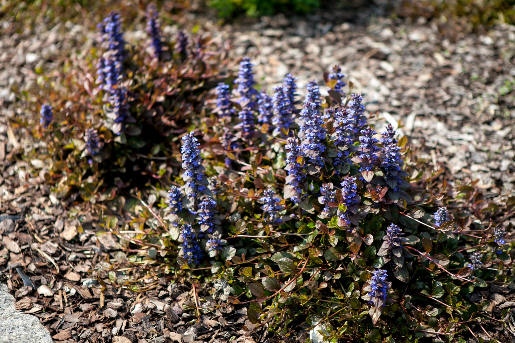 Dąbrówka rozłogowa Atropurpurea
