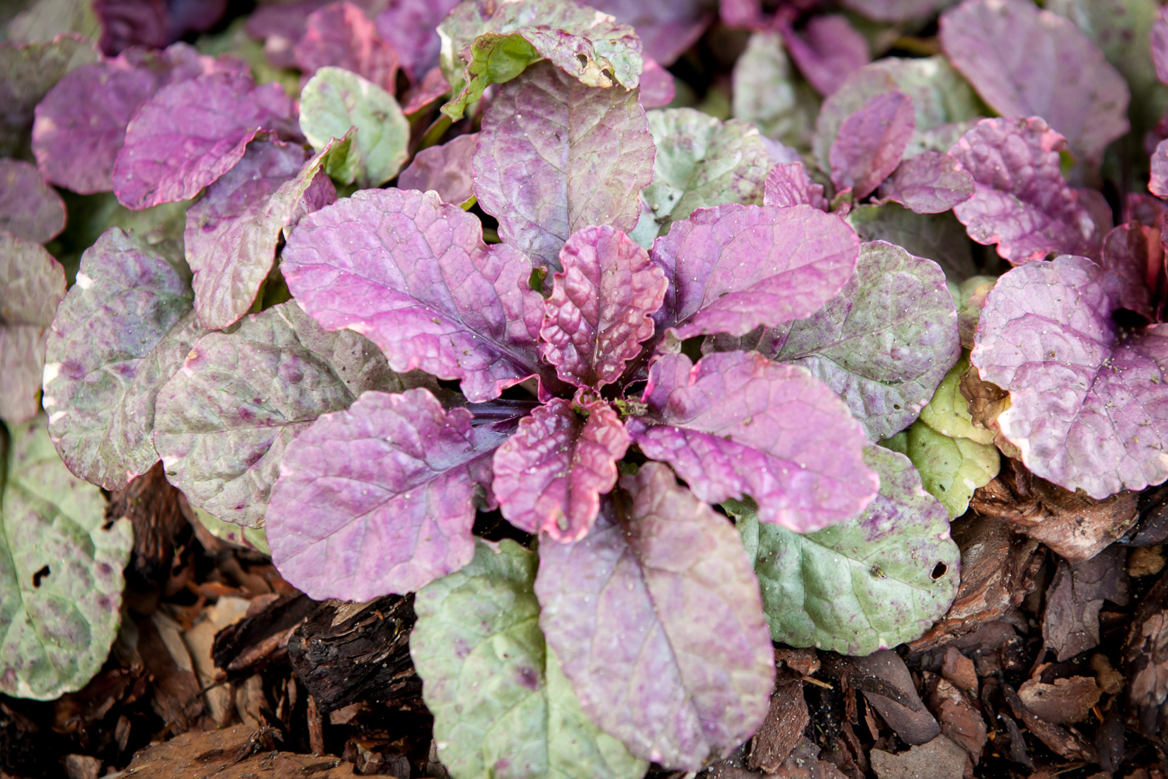 Dąbrówka rozłogowa Burgundy Glow