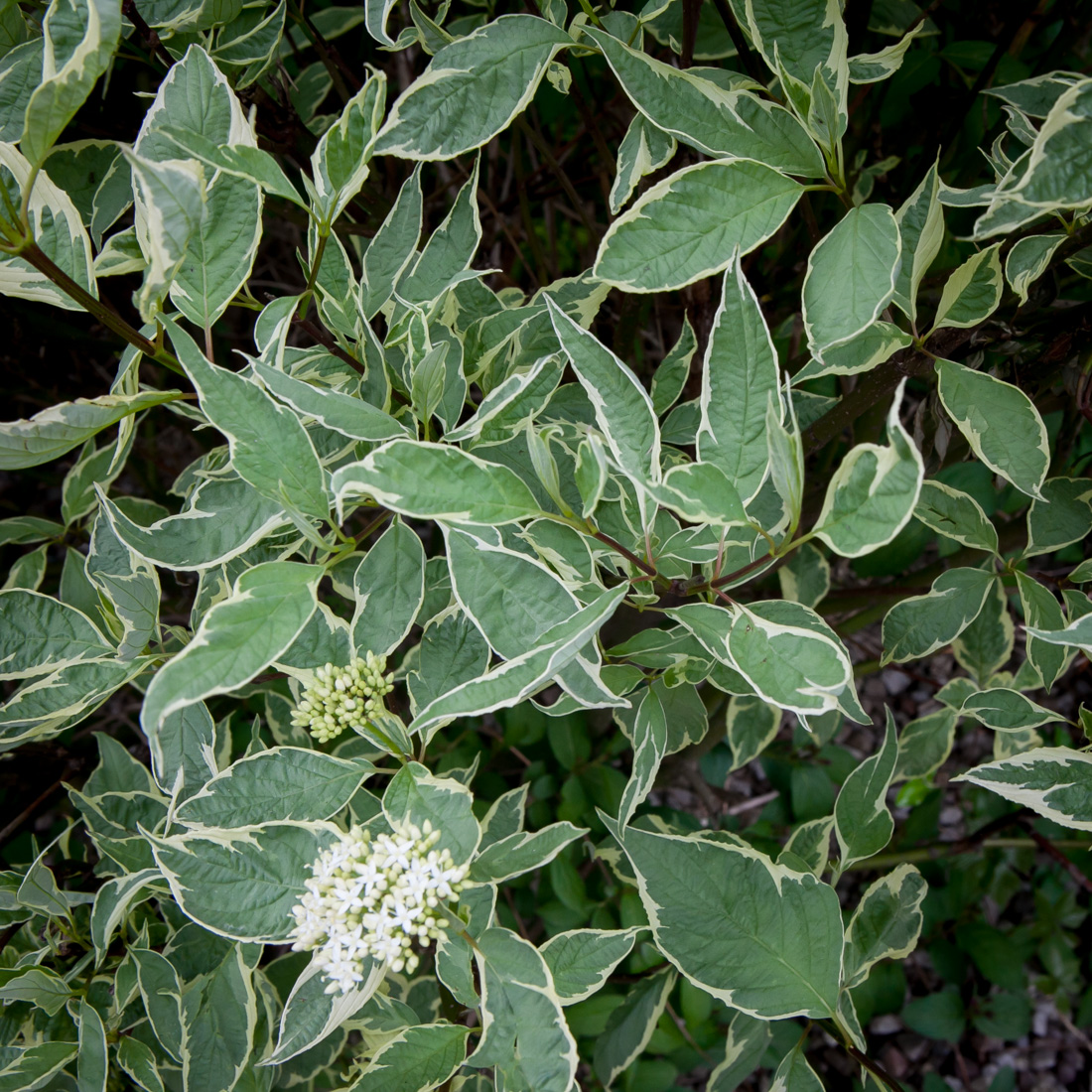 dereń biały Sibirica Variegata