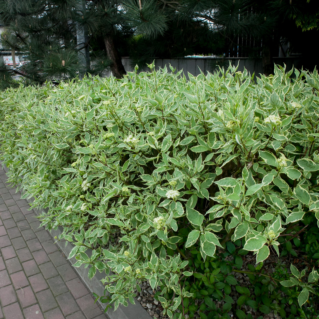 dereń biały Sibirica Variegata