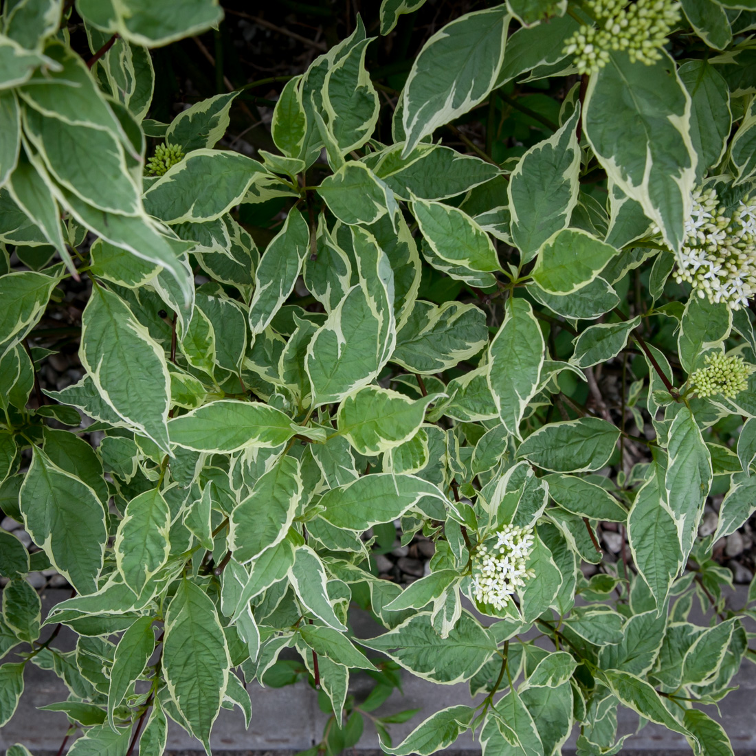 dereń biały Sibirica Variegata