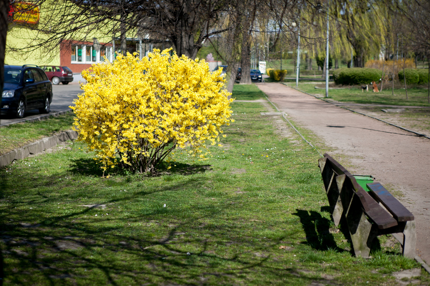 Forsycja pośrednia
