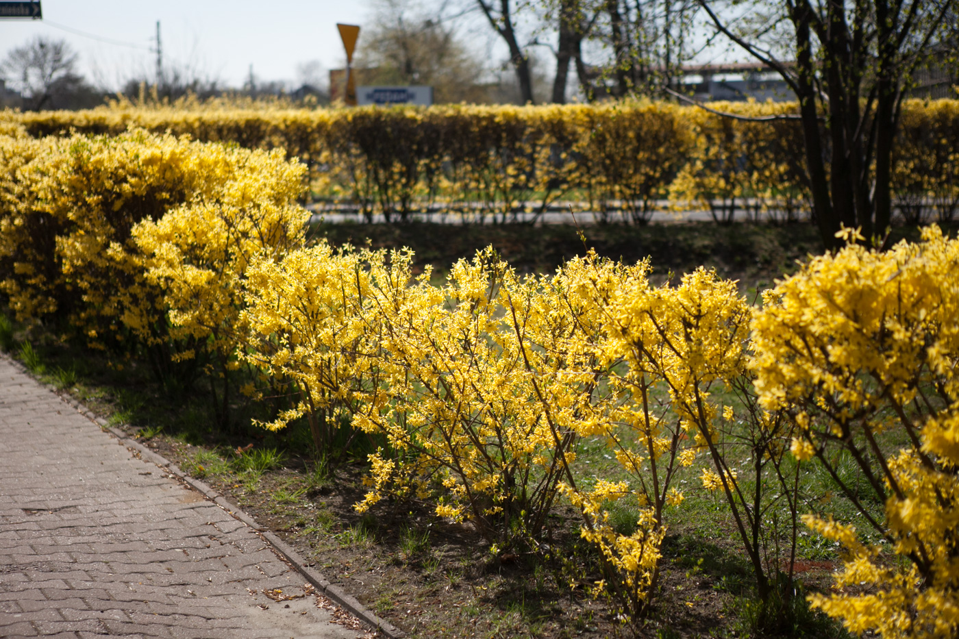 Forsycja pośrednia