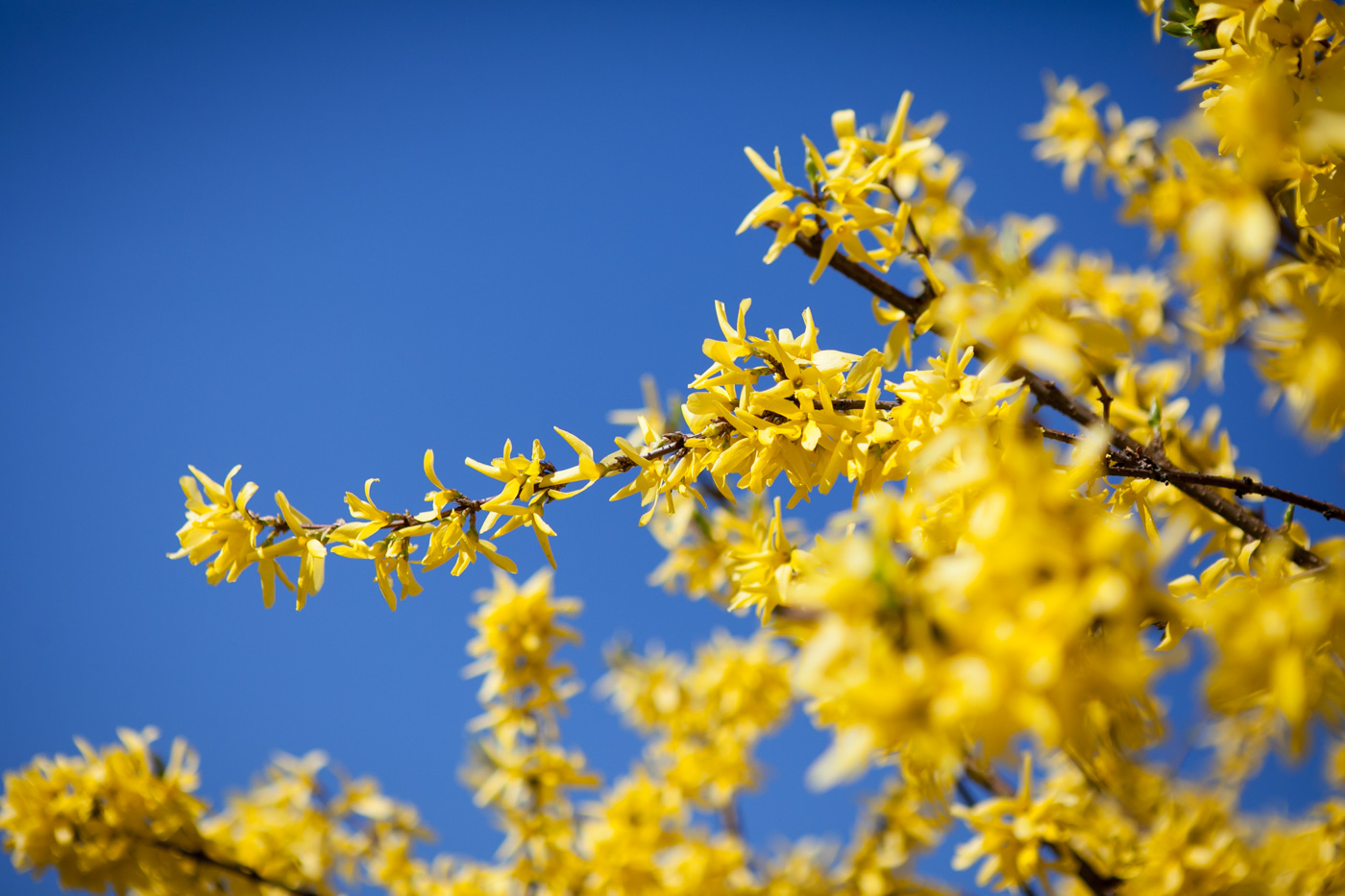 Forsycja pośrednia 'Flojor'