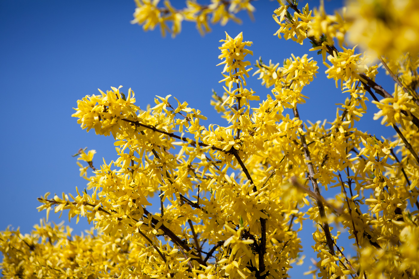 Forsycja pośrednia 'Golden Times'