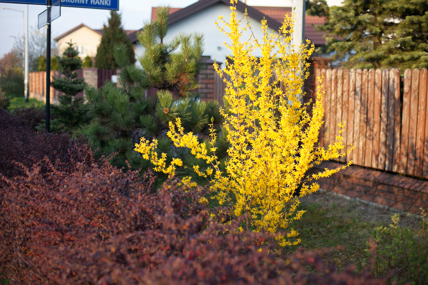 Forsycja pośrednia 'Goldzauber'