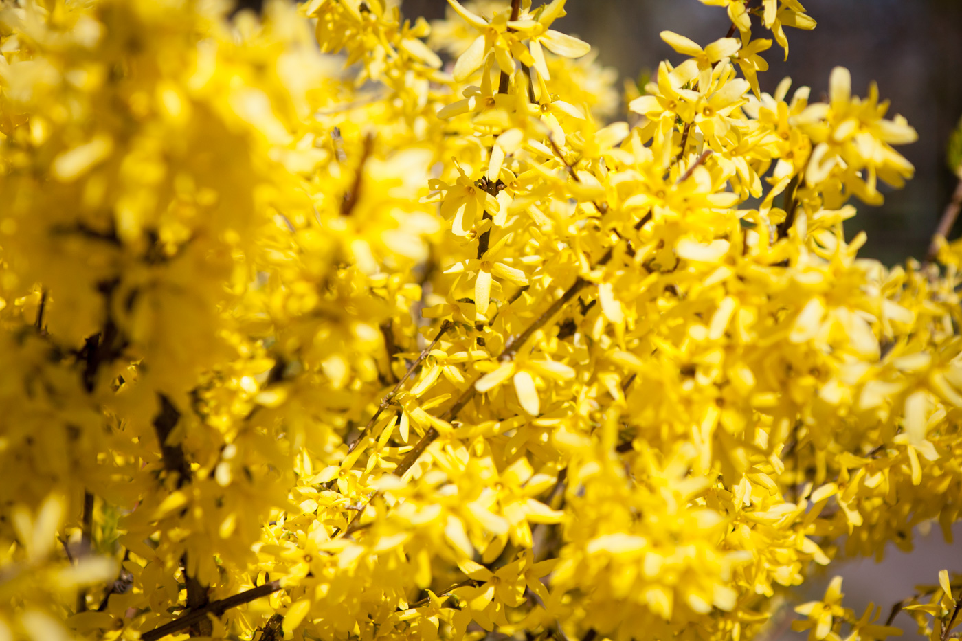 Forsycja pośrednia 'Goldzauber'
