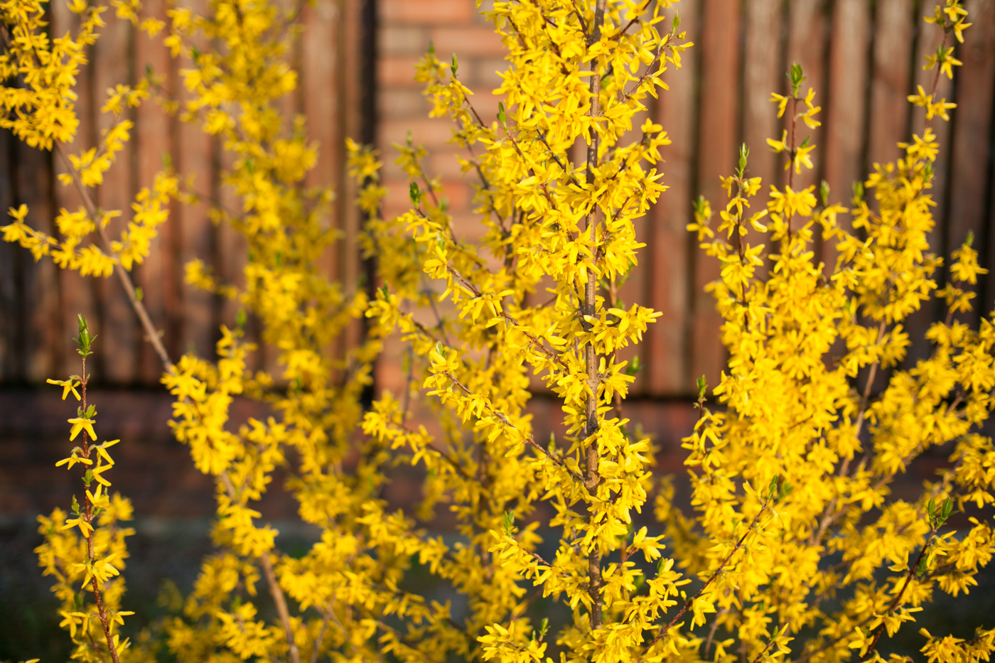 Forsycja pośrednia 'Goldzauber'