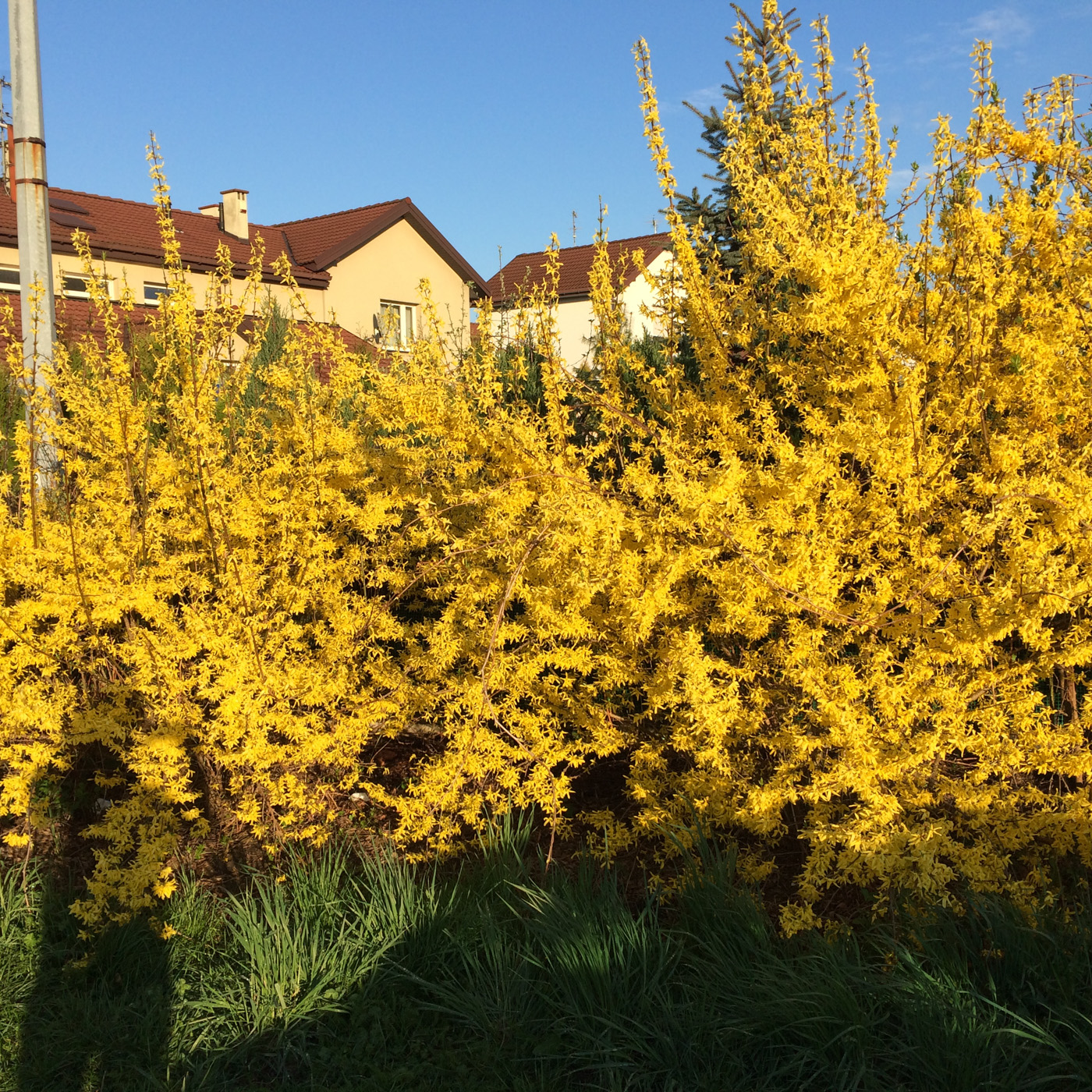 Forsycja pośrednia 'Lynwood'